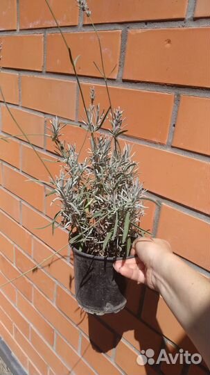 Айва японская ярко-розовая, мята шоколадная