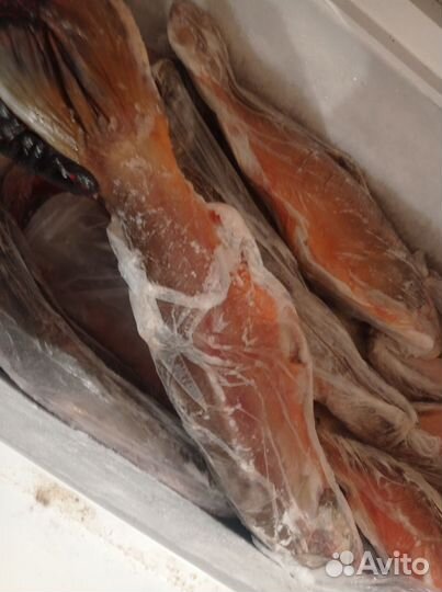 Лосось (Палия)