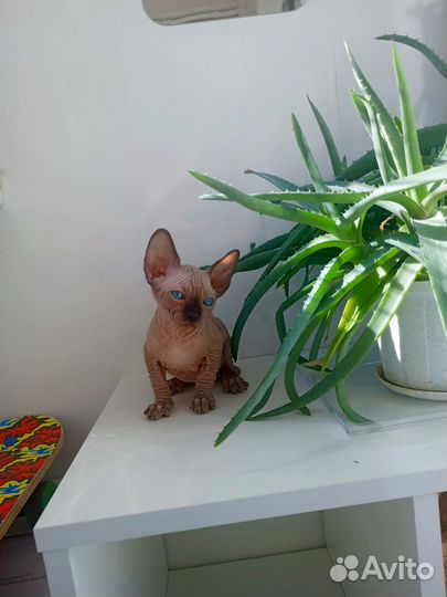 Котята Канадского сфинкса