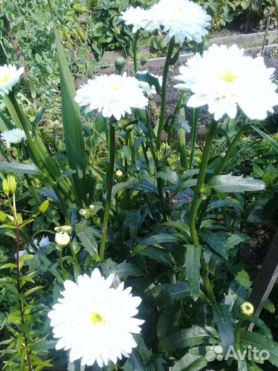 Цветы для сада