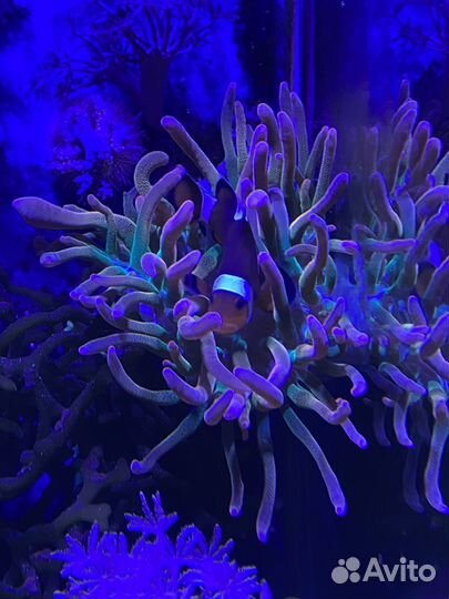 Морской аквариум 30 литров