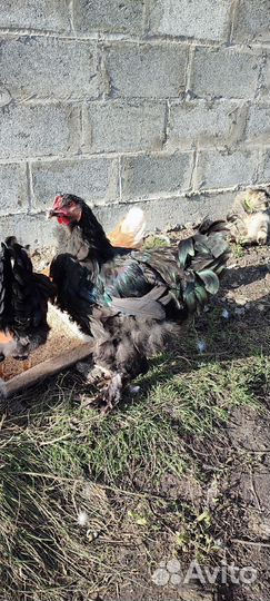 Молодые петухи кохинхин, китайский шелковый