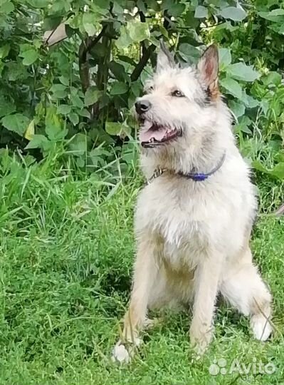 Мохнатый звонок