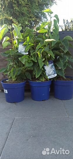 Сирень обыкновенная Моник Лемуан (Monique Lemoine)