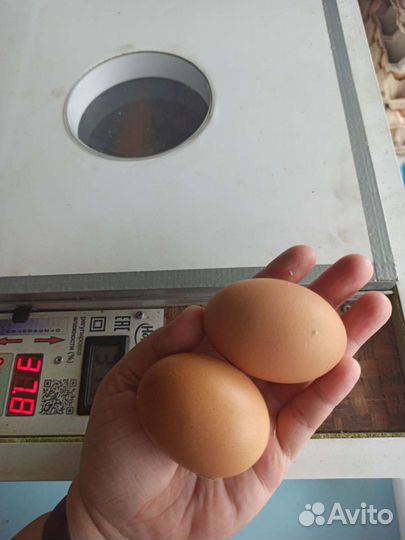 Домашние деревенские куриные яйца / перепелиные