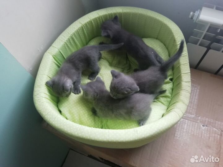 Британские котята