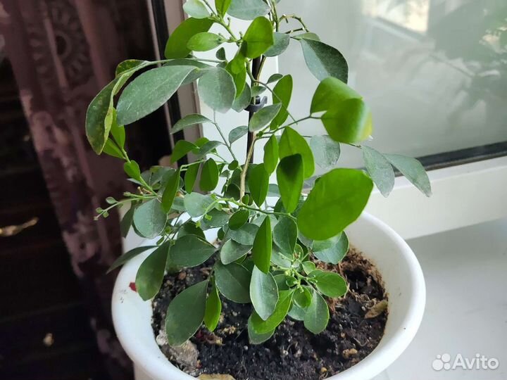 Мурайя императорская