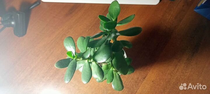 Денежное дерево