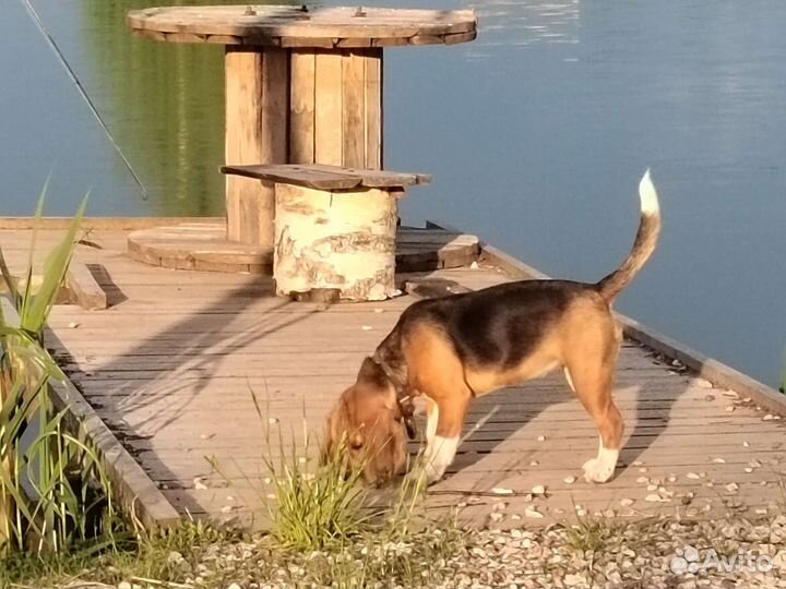 Собака породы Бигль