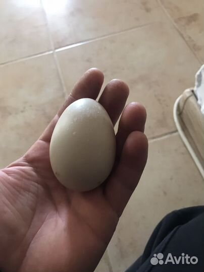 Инкубационное яйцо индоутки тяжелой линии