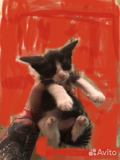 Котик в добрые руки