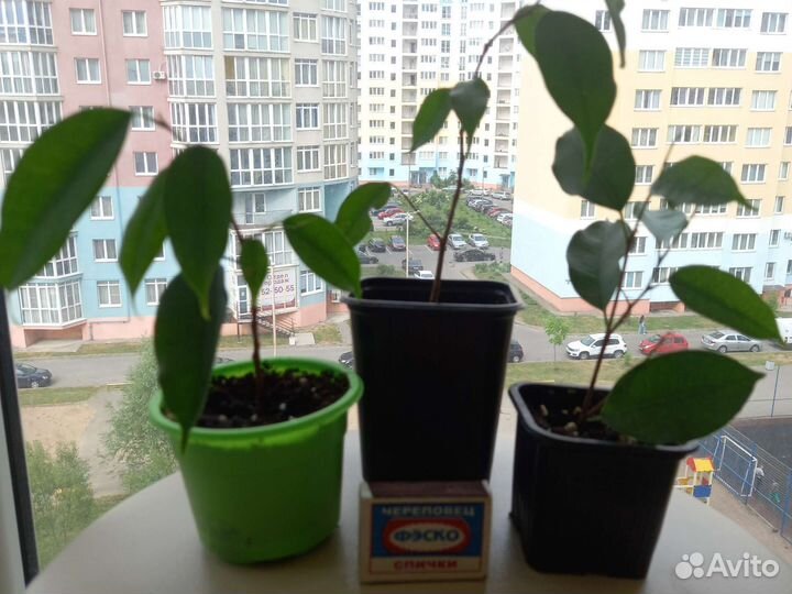 Фикус Бенджамина пестролистный