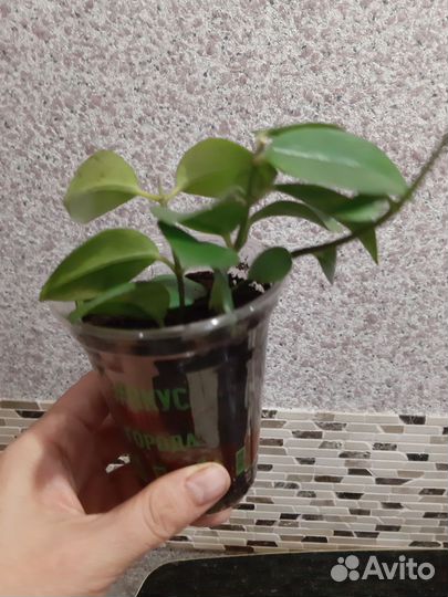 Эсхинантус мона лиза