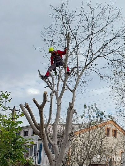 Спилить дерево, расчистить участок, покосить траву