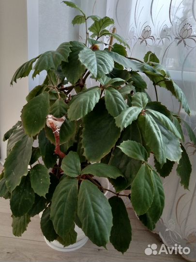 Комнатные цветы