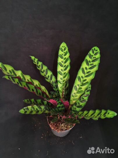 Калатея лансифолия 14/45