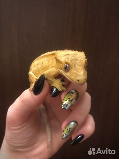 Реснитчатый бананоед