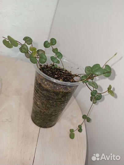 Циропегия вуда