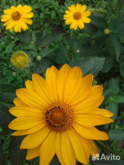 Ромашки разные и традесканция