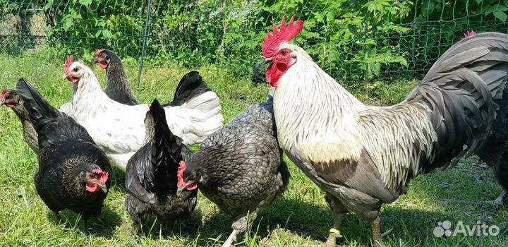 Несушки с голубым яйцом Сильверудд Блу