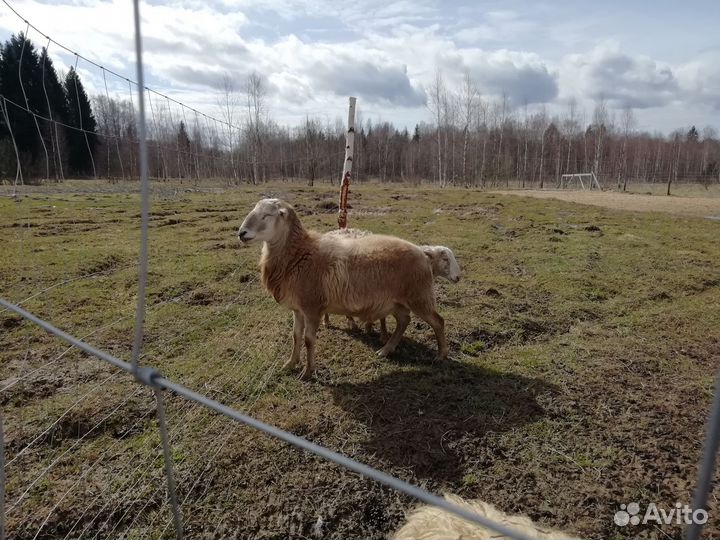 Катумский баран