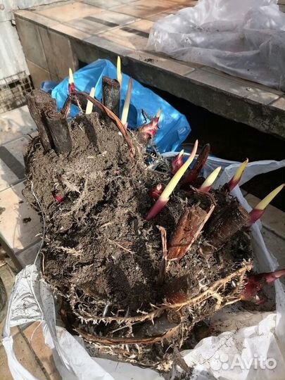 Клубни Канны