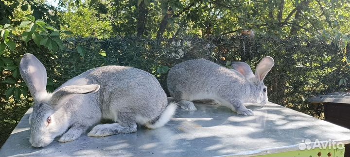 Кролики мясных пород