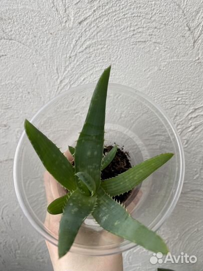 Толстянка, алое