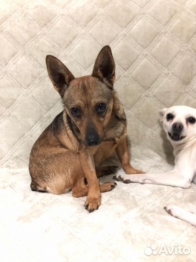 Мелкая собачка Даша