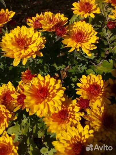 Хризантема Шерон, зимует в грунте, поздний сорт