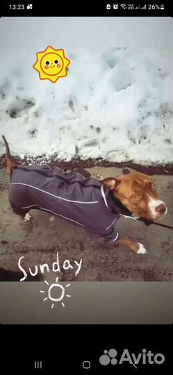 Комбинезон теплый зимний для собаки