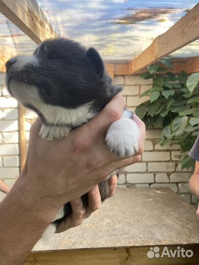 Собака в добрые руки щенок хаски