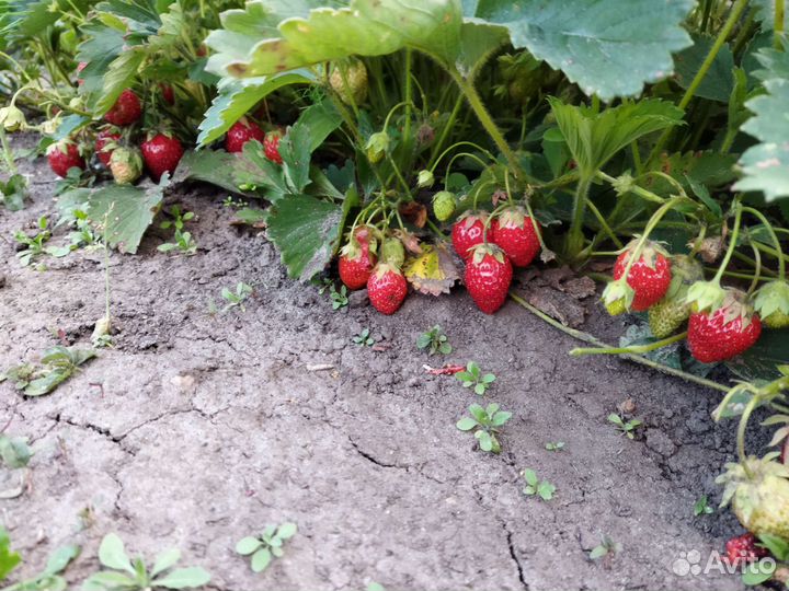 Рассада клубники