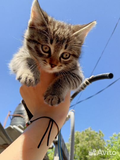 Котята в добрые руки 2 мальчика и 1 девочка