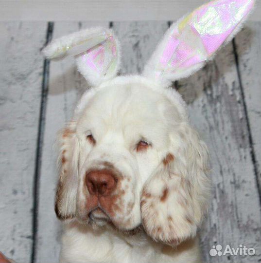 Кламбер спаниель