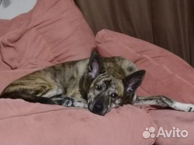 Ищем семью для Тайгера