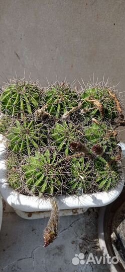 Кактус эхинопсис