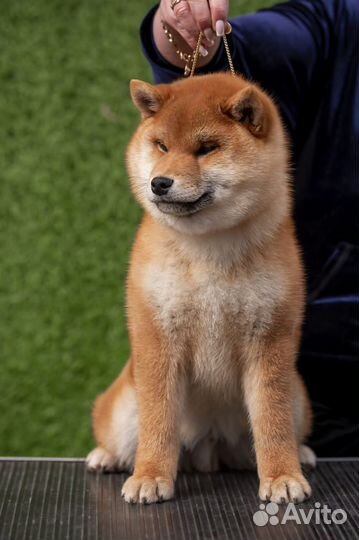 Щенок Сиба Ину