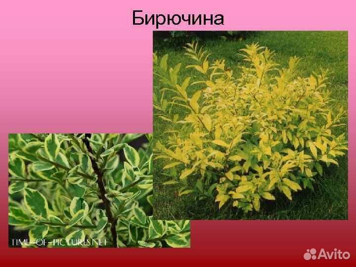 Бирючина Японской « Аурейм»