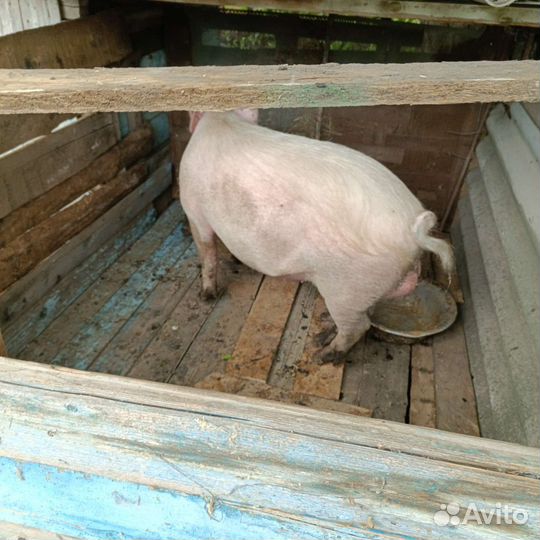 Хряк на племя