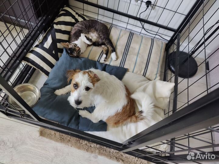 Передержка собак, догситтер