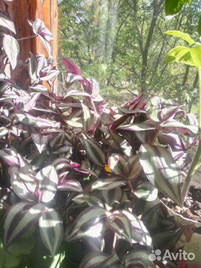 Комнатные растения