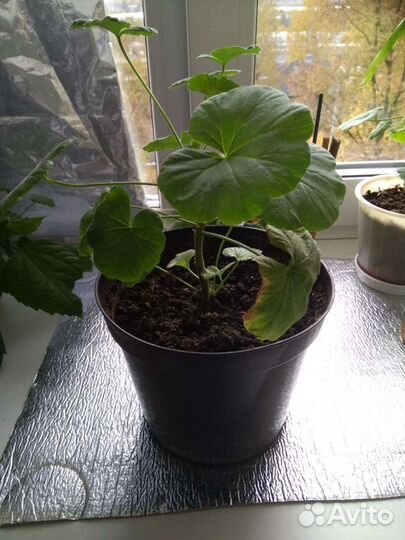 Пеларгония герань