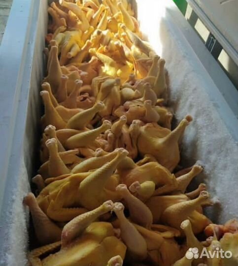 Куры домашние