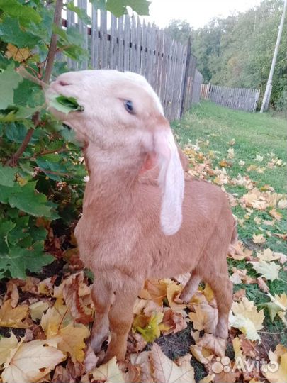 Нубийсие козы козлы козлята