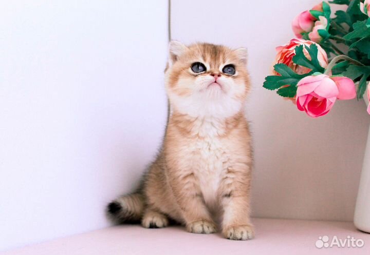 Британская золотая шиншилла