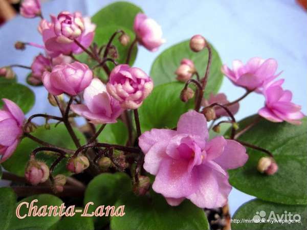 Набор фиалок-трейлеров