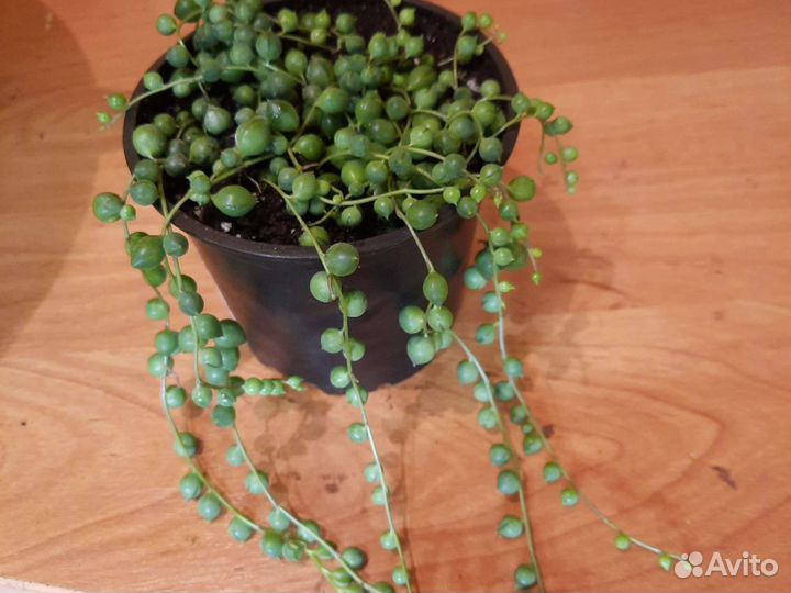 Крестовник роули