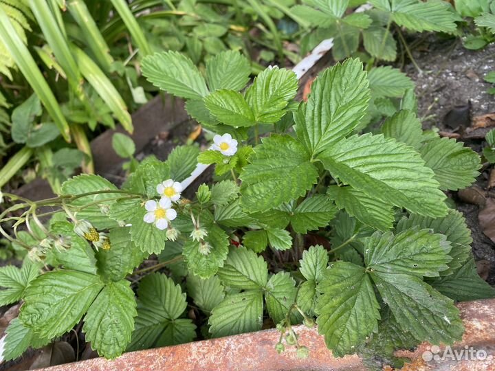 Рассада земляники Али Баба