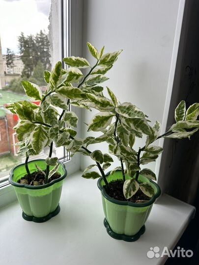 Педилантус